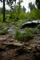 stones in the forest