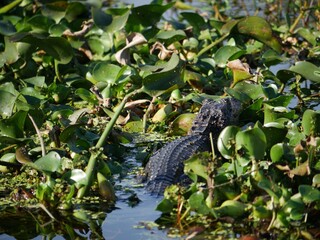 An alligator with its head in the bank of the swamps, with half of its body and tail submerged underwater