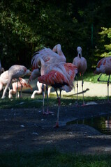 Beautiful Greater flamingos in the zoo