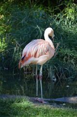 Beautiful Greater flamingos in the zoo