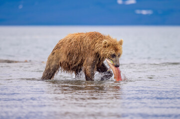 Fototapeta premium Ruling the landscape, brown bears of Kamchatka (Ursus arctos beringianus)