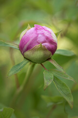 Closeup of pink Peony bud on the blurred background