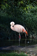 Beautiful Greater flamingos in the zoo