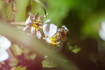 bee on a flower