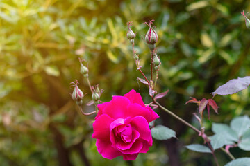 Beautiful pink rose in a garden. Very shallow depth of field