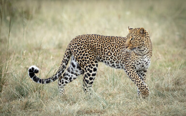 One adult female leopard full body shot Masai Mara Kenya