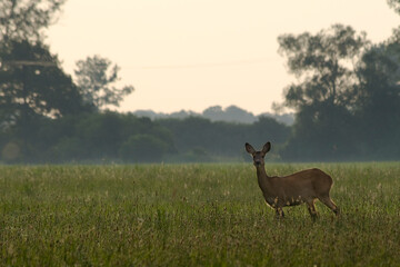 Naklejka premium roe deer in the woods