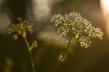 close up of a flower