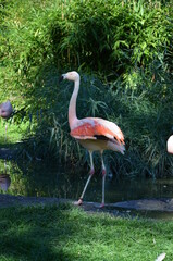Beautiful Greater flamingos in the zoo