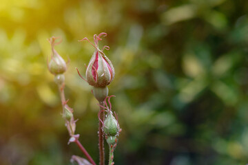 beautiful red roses bush in summer morning garden on bright summer day background