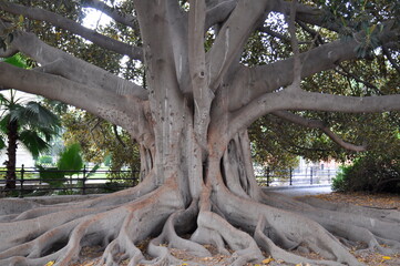 branches of old century-old trees that look like trees themselves