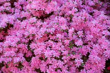 Obraz premium Closeup of blooming pink Azalea shrub