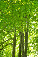 Fresh spring green beech trees foliage 