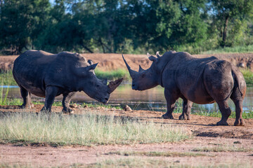Fototapeta premium The white rhino (Ceratotherium simum) this rhino species is the second largest land mammal. It is 3.7-4 m in length
