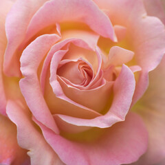 Beautiful pink orange Rose flower macro