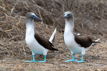 Blue-footed Booby (sula nebouxii) on Isla de la Plata, Ecuador