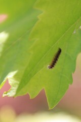 une chenille sur une feuille de vigne