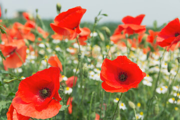 il fiore di papavero e' generoso