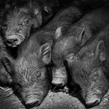Close up of young cute little piglets sleeping on a pig farm black and white monochrome image stock photo