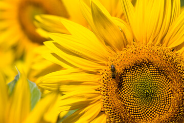 sunflower during insect pollination