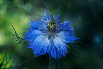 Beautiful dreamy blue Nigella sativa flower macro