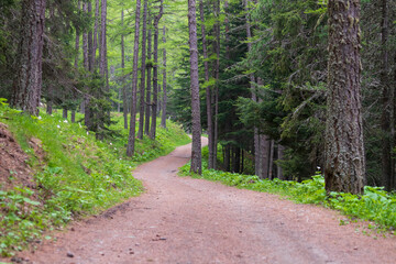Strada nel bosco
