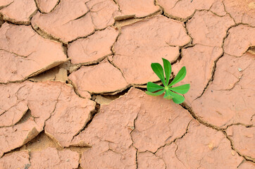 Green plants grew in dry cracked earth. Dry lake or swamp in the process of drought and lack of...