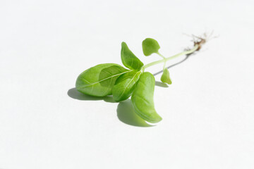 Young Basil sprout with green leaves and root on a white background