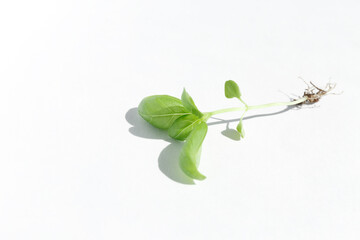 Young Basil sprout with green leaves and root on a white background