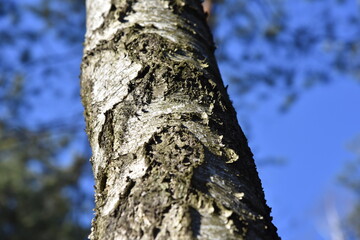 Natural background of the birch tree trunk bark. White wood texture