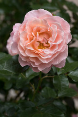 Closeup of pink rose blossom Madam Curie in the garden