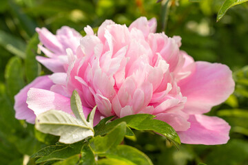Pink peonies in the garden. Macro photography of a pink peony. Maroon peony flower. Close-up of pink peonies in the garden pink peony macro. Selective focus. Small depth of field.