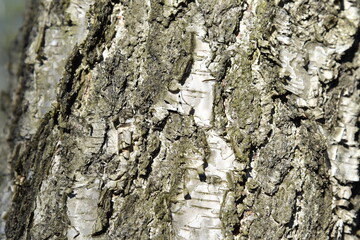 Natural background of the birch tree trunk bark. White wood texture