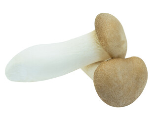 Fresh mushroom (Eringi) on white backgroud.