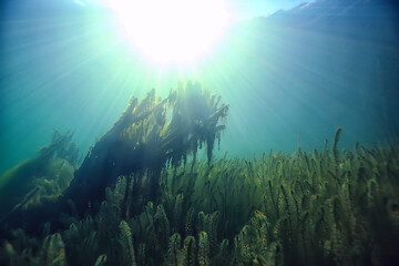 Fototapeta na wymiar lake background water underwater abstract / fresh water diving background nature underwater ecosystem background