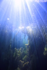 Fototapeta na wymiar sun rays river underwater landscape / abstract underwater landscape plants fresh ecosystem