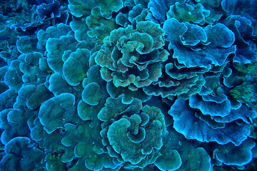 coral reef macro / texture, abstract marine ecosystem background on a coral reef © kichigin19