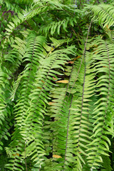 Nephrolepis sp or Sword fern in a garden.Tropical plant.Green leaves.