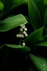 Obraz premium Blooming lilies of the valley in the rain in macro