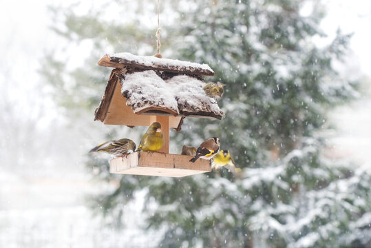 Eurasian Siskin birds and European Goldfinch feeding in birdhouse in snowy winter time