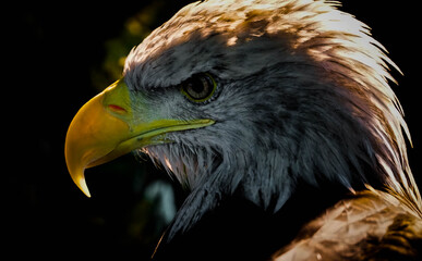 Eagle, sharp eyes, yellow beak.