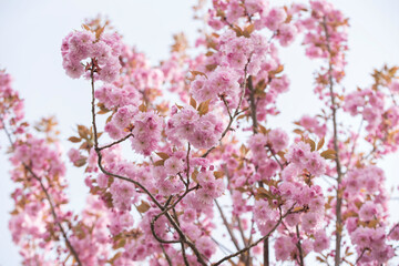 Pink cherry blossom tree in spring