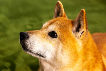 表情豊かな元気な柴犬