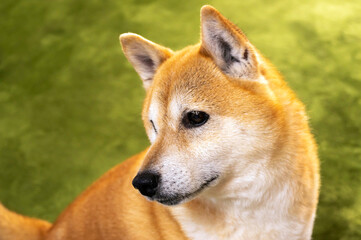 表情豊かな元気な柴犬