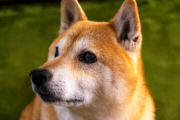 表情豊かな元気な柴犬