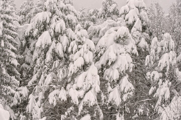 Fototapeta na wymiar Snow covered pine trees
