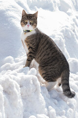 A domestic cat on the snow on a winter sunny day 