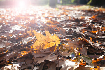 Fallen oak leaves in the sunlight.