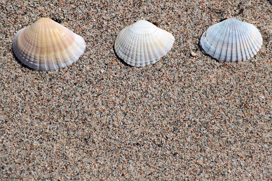 Collect graceful seashells on the coast