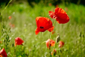 Naklejka premium Mohn